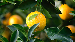 Citronelil Nitrilo
