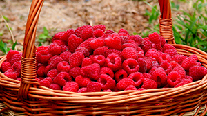 Cetona de Frambuesa