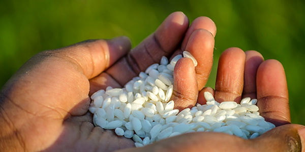 Mejora Nutricional